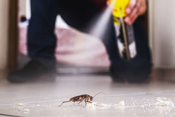 Best Spider Control Near Me  in Falconer, NY