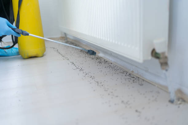 Best Ant Control Services  in Falconer, NY